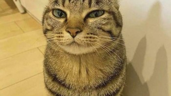 Kucing jahat. Kayaknya dia sendiri deh, yang pasang harga 🙀. Hmm. Foto: _CaptainAmerica__ via Bored Panda