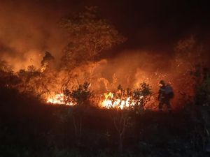 Mengapa Kebakaran Hutan Sulit Dipadamkan? Ini Alasannya Menurut Sains