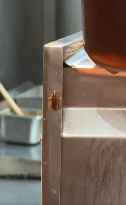 Kecoak Merayap di Dispenser Minuman Resto, Netizen Pertanyakan Hiegenitasnya