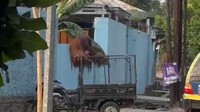 Orang Utan Solo Safari Lepas, Berkeliaran di Jalan Raya hingga Warung Makan