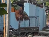 Kronologi Orang Utan Lepas dari Safari Solo, Masuk Rumah Makan, Gegerkan Warga