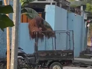 Orang Utan Solo Safari Lepas dari Kandang Ternyata Mampu Akali Pengaman Elektrik