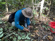 Peneliti UM Temukan 123 Sinyal Metabolit Pala Jawa di Malang Selatan