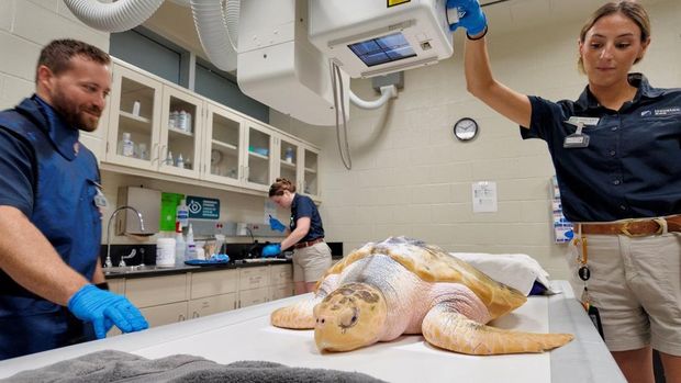 Penyu langka jenis Kemp's ridley bernama Rhossi yang berhasil pulih usai tempuh perjalanan 8.000 kilometer dari Wales ke Amerika Serikat
