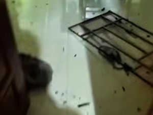 Kronologi 9 Pria Rusak Rumah Warga di Maros Usai Cekcok Saat Nongkrong