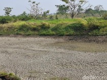 Pakar Sebut Mitigasi Karhutla dan Kekeringan Imbas El Nino Belum Optimal