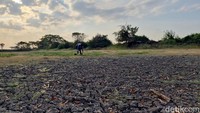 Sebagian besar waduk yang dikelola Pemkab Gresik sudah kehabisan air sejak memasuki musim tanam kedua. Hanya sebagian waduk yang masih memiliki ketersediaan air dan memungkinkan dimanfaatkan untuk memasuki musim tanam ketiga.