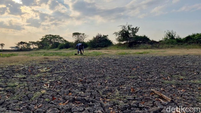 Waduk di Gresik mulai mengering petani terancam kesulitan air