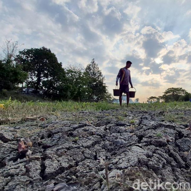 Ratusan Waduk dan Irigiasi di Gresik Mengering
