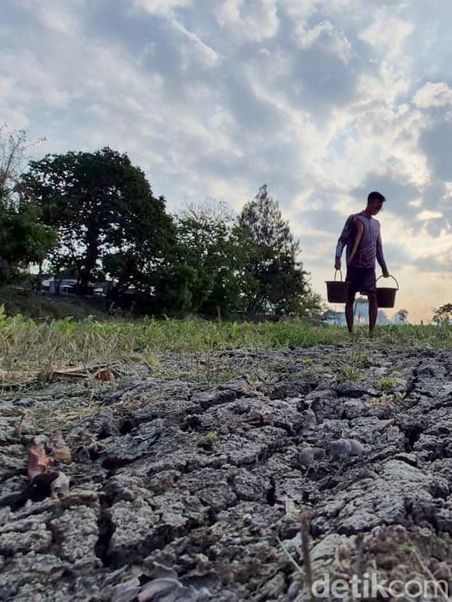 Ratusan Waduk dan Irigiasi di Gresik Mengering