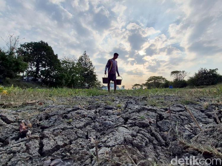 Ratusan Waduk dan Irigiasi di Gresik Mengering
