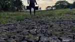 Ratusan Waduk dan Irigiasi di Gresik Mengering