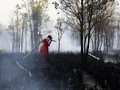 Studi: Asap Kebakaran Hutan Tak Cuma Serang Paru-paru