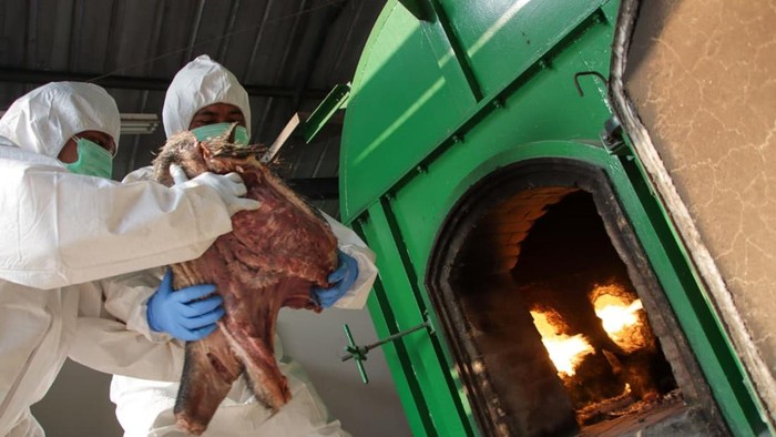 Balai Karantina Hewan, Ikan, dan Tumbuhan (Karantin) Banten menggagalkan pengiriman sekitar 3 ton daging babi hutan atau celeng dan 600 kilogram daging labi-labi tanpa dokumen karantina di Pelabuhan Penyeberangan Merak, Banten.  (Dok istimewa).