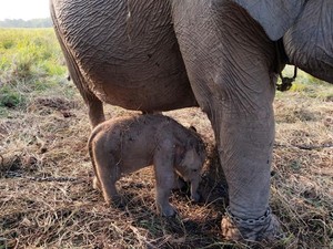 Video: Bayi Gajah Lahir di HUT Ke-81 RI, Bakal Diberi Nama Khusus