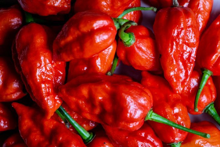Bhut Jolokia. Ilustrasi