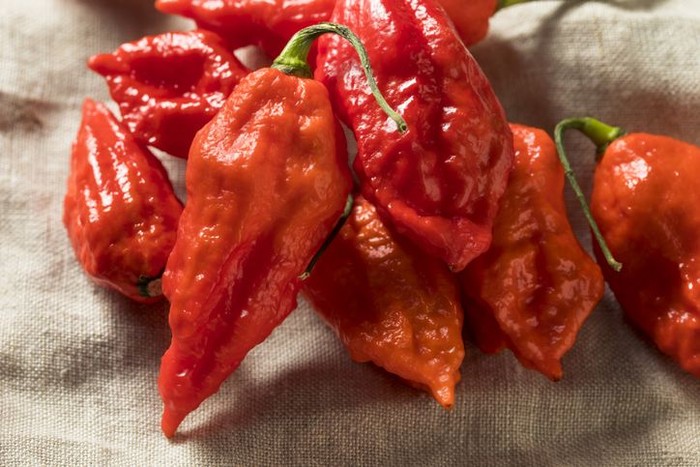 Bhut Jolokia. Ilustrasi