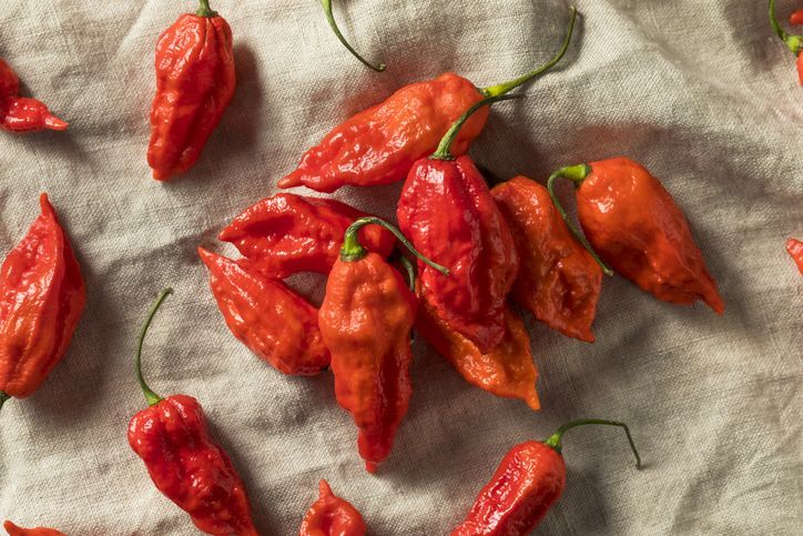 Bhut Jolokia. Ilustrasi