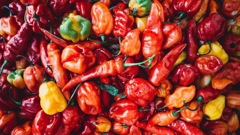 Bhut Jolokia. Ilustrasi