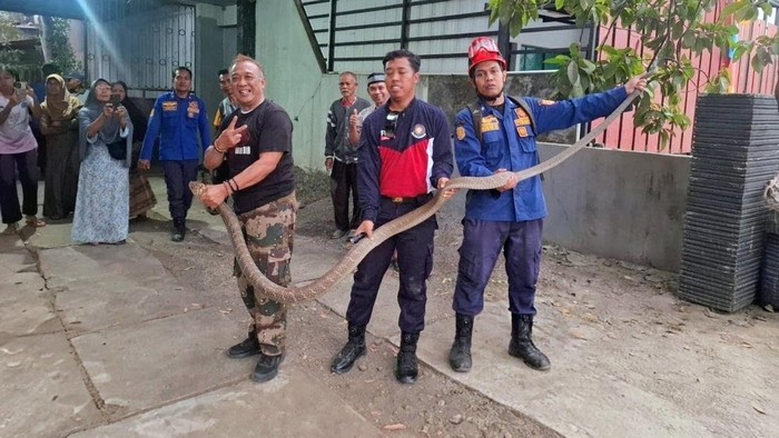 Camat di Purworejo mengevakuasi king cobra.