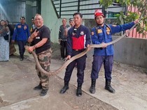 Aksi Heroik Pak Camat Bagelen Purworejo Tangkap King Cobra di Rumah Warga