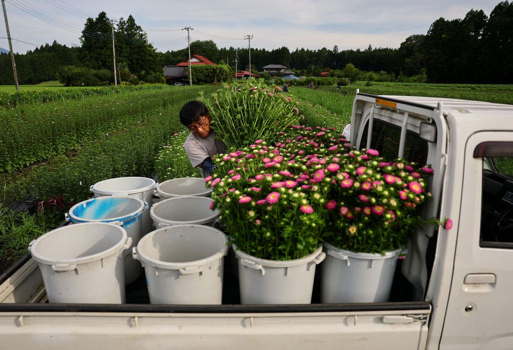 An employee at the Nikko Engei flower farm harvests asters during the early morning in Nikko, Tochigi Prefecture, Japan, August 9, 2026. REUTERS/Issei Kato  SEARCH 