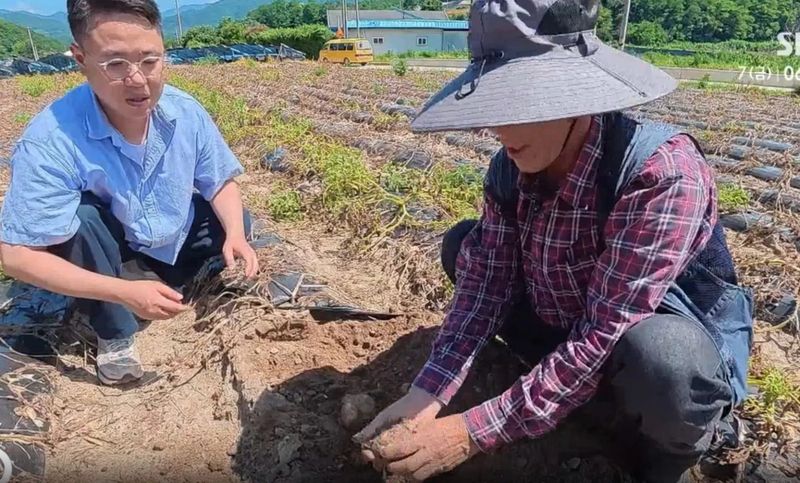 Efek gelombang panas di Korea Selatan terhadap kentang hingga ikan