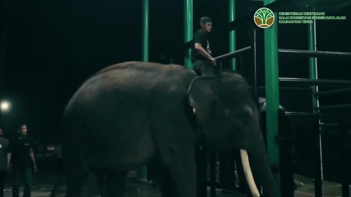 Gajah dari Gembira Loka Zoo tiba di Tabang Zoo Kukar Kaltim. (dok BKSDA Kaltim)