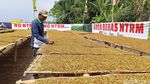 Musim Kemarau Bawa Berkah Petani Tembakau Lumajang