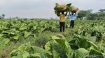 Musim Kemarau Bawa Berkah Petani Tembakau Lumajang