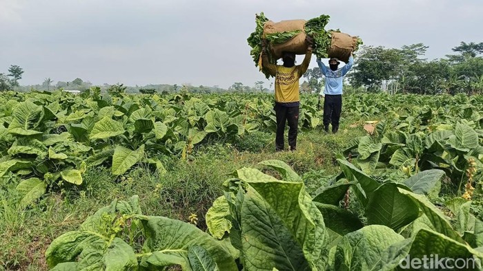 Musim kemarau berkah bagi petani tembakau Lumajang