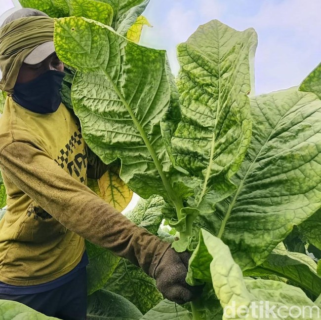 Musim Kemarau Bawa Berkah Petani Tembakau Lumajang