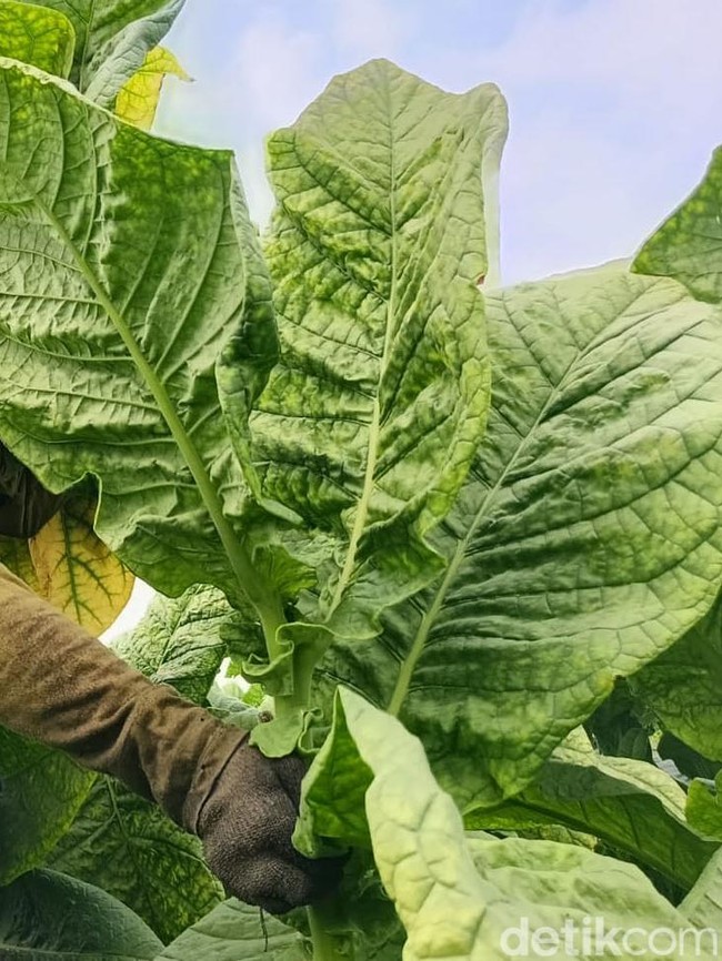 Musim Kemarau Bawa Berkah Petani Tembakau Lumajang