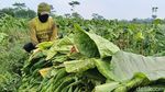 Musim Kemarau Bawa Berkah Petani Tembakau Lumajang
