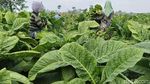 Musim Kemarau Bawa Berkah Petani Tembakau Lumajang