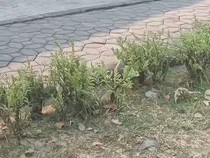 Momen Orang Utan Lepas dari Solo Safari