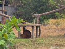 Cerdiknya Orang Utan Solo Safari Kabur Modal Ranting Pohon