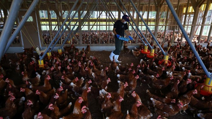 Panas Ekstrem, Petani Jepang Ubah Jam Kerja Jadi Malam Boris Brown chickens inside cages before barn lights switch on automatically at the Usuba poultry farm in Mashiko, Tochigi Prefecture, Japan, August 10, 2026. REUTERS/Issei Kato SEARCH