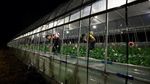 Panas Ekstrem, Petani Jepang Ubah Jam Kerja Jadi Malam