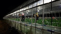 Paparan panas juga berdampak pada produktivitas pertanian Jepang. Pada 2024, sektor pertanian kehilangan sekitar 926 juta jam kerja akibat paparan panas, sementara jam kerja yang hilang di seluruh sektor hampir dua kali lipat dibandingkan rata-rata 1990-an. REUTERS/Issei Kato 