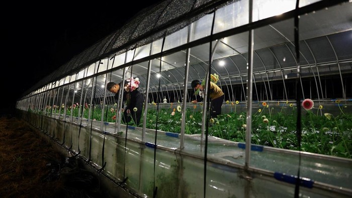 Panas Ekstrem, Petani Jepang Ubah Jam Kerja Jadi Malam Boris Brown chickens inside cages before barn lights switch on automatically at the Usuba poultry farm in Mashiko, Tochigi Prefecture, Japan, August 10, 2026. REUTERS/Issei Kato SEARCH