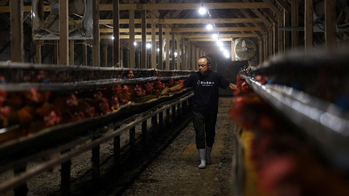 Panas Ekstrem, Petani Jepang Ubah Jam Kerja Jadi Malam Boris Brown chickens inside cages before barn lights switch on automatically at the Usuba poultry farm in Mashiko, Tochigi Prefecture, Japan, August 10, 2026. REUTERS/Issei Kato SEARCH
