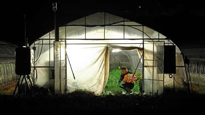 Panas Ekstrem, Petani Jepang Ubah Jam Kerja Jadi Malam Boris Brown chickens inside cages before barn lights switch on automatically at the Usuba poultry farm in Mashiko, Tochigi Prefecture, Japan, August 10, 2026. REUTERS/Issei Kato SEARCH