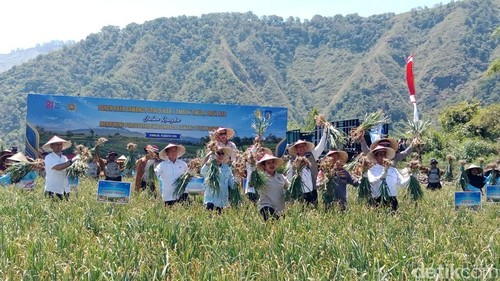 Panen raya bawang putih di Sembalun, Lombok Timur, NTB, Rabu (19/8/2026). (Foto:Sanusi Ardi W/detikBali)