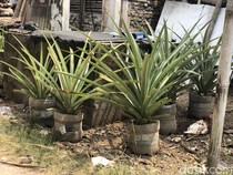 Kisah Sukses Jamal Tanam Nanas Jumbo di Galon Bekas