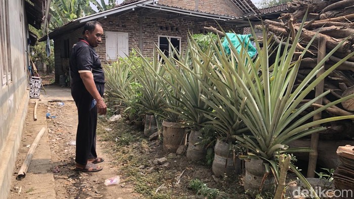 Penampakan pohon nanas jumbo media galon bekas di samping rumah warga Kampung Nanas Amargaluwih Jumbo, Seyegan, Sleman, Rabu (19/8/2026).