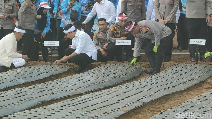 Penanaman bawang di Cianjur