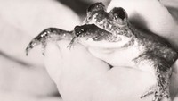 Katak Beranak Lewat Mulut yang Punah, Mau Dihidupkan Lagi