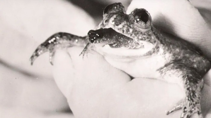 Rheobatrachus silus, katak yang melahirkan anak lewat mulut.