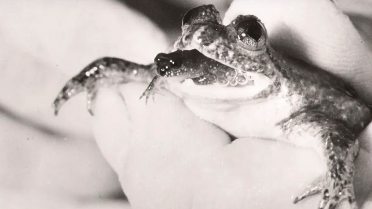 Katak Beranak Lewat Mulut yang Punah, Mau Dihidupkan Lagi